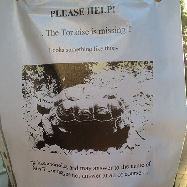 Photo of a poster looking for helping in finding a lost tortoise 